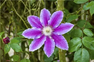 Clematis 'Dr. Ruppel' - Waldrebe 'Dr. Ruppel' Clematis 'Dr. Ruppel' - Waldrebe 'Dr. Ruppel'