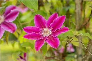Clematis 'Dr. Ruppel' - Waldrebe 'Dr. Ruppel' Clematis 'Dr. Ruppel' - Waldrebe 'Dr. Ruppel'