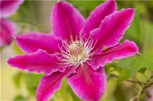 Clematis 'Dr. Ruppel' - Waldrebe 'Dr. Ruppel' Clematis 'Dr. Ruppel' - Waldrebe 'Dr. Ruppel'