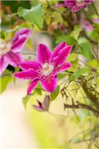Clematis 'Dr. Ruppel' - Waldrebe 'Dr. Ruppel' Clematis 'Dr. Ruppel' - Waldrebe 'Dr. Ruppel'
