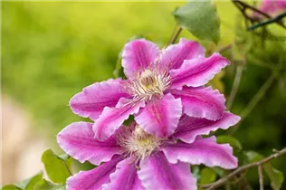 Clematis 'Dr. Ruppel' - Waldrebe 'Dr. Ruppel' Clematis 'Dr. Ruppel' - Waldrebe 'Dr. Ruppel'
