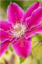 Clematis 'Dr. Ruppel' - Waldrebe 'Dr. Ruppel' Clematis 'Dr. Ruppel' - Waldrebe 'Dr. Ruppel'
