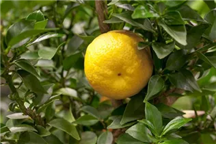 Citrus limetta 'Romana' - Süße Limette 'Romana'