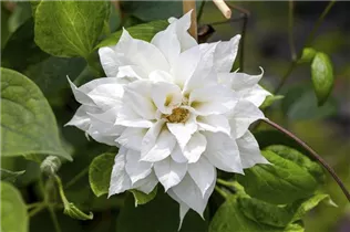 Clematis 'Duchess of Edinburgh' - Waldrebe 'Duchess of Edinburgh' Clematis 'Duchess of Edinburgh' - Waldrebe 'Duchess of Edinburgh'