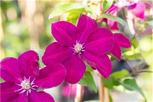 Clematis 'Ernest Markham' - Waldrebe 'Ernest Markham' Clematis 'Ernest Markham' - Waldrebe 'Ernest Markham'