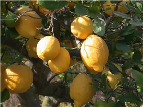 Citrus limon 'Danila' - Zitrone 'Danila'