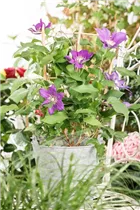 Clematis 'Evison Poulsen' - Waldrebe 'Evison Poulsen' Clematis 'Evison Poulsen' - Waldrebe 'Evison Poulsen'