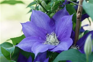 Clematis 'Evison Poulsen' - Waldrebe 'Evison Poulsen' Clematis 'Evison Poulsen' - Waldrebe 'Evison Poulsen'