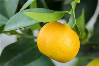Citrus madurensis - Calamondin Citrus madurensis - Calamondin