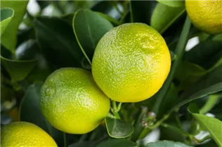 Citrus madurensis - Calamondin Citrus madurensis - Calamondin