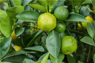 Citrus madurensis - Calamondin Citrus madurensis - Calamondin
