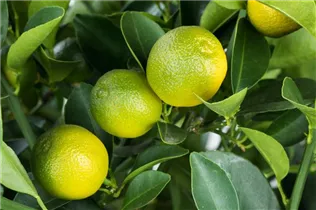Citrus madurensis - Calamondin Citrus madurensis - Calamondin