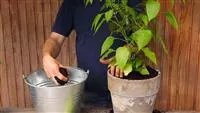 - Paprika - Einpflanzen in ein Gefäß  - Paprika - Einpflanzen in ein Gefäß
