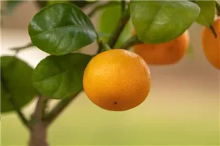 Citrus madurensis - Calamondin Citrus madurensis - Calamondin