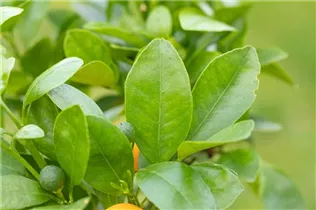 Citrus madurensis - Calamondin Citrus madurensis - Calamondin