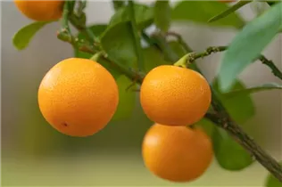 Citrus madurensis - Calamondin Citrus madurensis - Calamondin