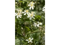 Clematis flammula - Brennende Waldrebe Clematis flammula - Brennende Waldrebe