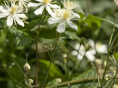 Clematis flammula - Brennende Waldrebe Clematis flammula - Brennende Waldrebe