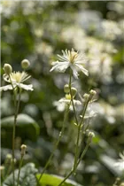 Clematis flammula - Brennende Waldrebe Clematis flammula - Brennende Waldrebe