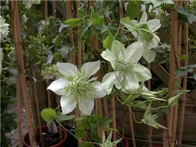 Clematis florida 'Alba Plena' - Waldrebe 'Alba Plena'