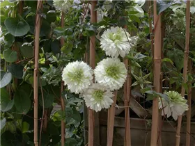 Clematis florida 'Alba Plena' - Waldrebe 'Alba Plena'