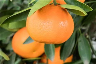 Citrus reticulata - Mandarine