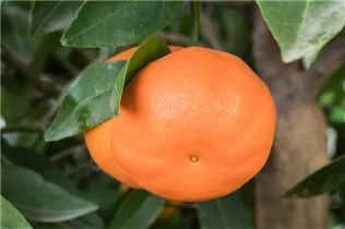 Citrus reticulata - Mandarine