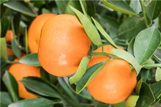 Citrus reticulata - Mandarine