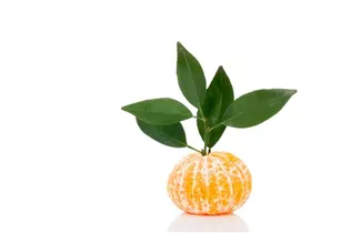 Citrus reticulata - Mandarine