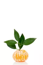 Citrus reticulata - Mandarine