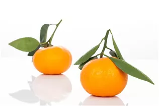 Citrus reticulata - Mandarine