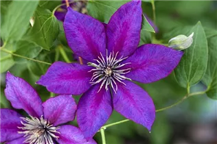Clematis florida 'Cassis' - Waldrebe 'Cassis'