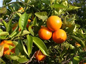 Citrus sinensis 'Arancio' - Orange 'Arancio' Citrus sinensis 'Arancio' - Orange 'Arancio'