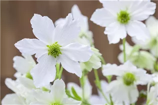 Clematis forsteri 'Early Sensation' - Waldrebe 'Early Sensation' Clematis forsteri 'Early Sensation' - Waldrebe 'Early Sensation'