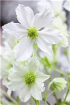 Clematis forsteri 'Early Sensation' - Waldrebe 'Early Sensation' Clematis forsteri 'Early Sensation' - Waldrebe 'Early Sensation'