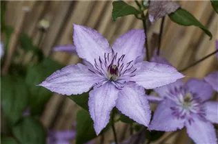 Clematis 'Hagley Hybrid' - Waldrebe 'Hagley Hybrid'