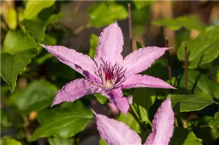 Clematis 'Hagley Hybrid' - Waldrebe 'Hagley Hybrid'