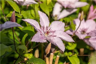 Clematis 'Hagley Hybrid' - Waldrebe 'Hagley Hybrid'