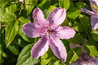 Clematis 'Hagley Hybrid' - Waldrebe 'Hagley Hybrid'