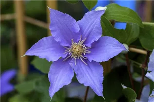 Clematis 'Angelique' - Waldrebe 'Angelique'