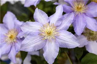 Clematis 'Angelique' - Waldrebe 'Angelique'