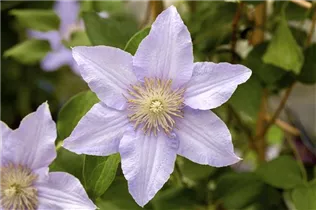 Clematis 'Angelique' - Waldrebe 'Angelique'