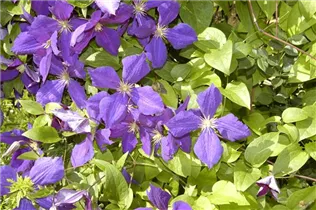 Clematis 'Jackmanii' - Waldrebe 'Jackmanii' Clematis 'Jackmanii' - Waldrebe 'Jackmanii'