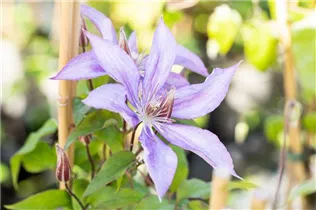 Clematis 'Jackmanii' - Waldrebe 'Jackmanii' Clematis 'Jackmanii' - Waldrebe 'Jackmanii'