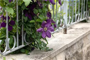 Clematis 'Jackmanii' - Waldrebe 'Jackmanii' Clematis 'Jackmanii' - Waldrebe 'Jackmanii'
