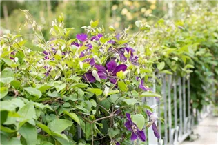 Clematis 'Jackmanii' - Waldrebe 'Jackmanii' Clematis 'Jackmanii' - Waldrebe 'Jackmanii'