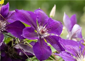 Clematis 'Jackmanii' - Waldrebe 'Jackmanii' Clematis 'Jackmanii' - Waldrebe 'Jackmanii'
