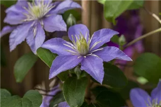 Clematis 'Bagatelle' - Waldrebe 'Bagatelle'