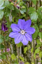 Clematis 'Königskind'(s) - Waldrebe 'Königskind'(s)