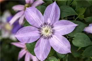 Clematis 'Bijou' - Waldrebe 'Bijou'